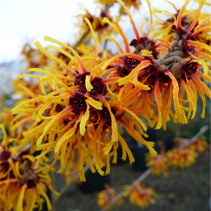 The 05 Ingredients of a Toner: Witch Hazel