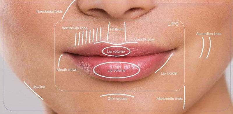 Lip Anatomy